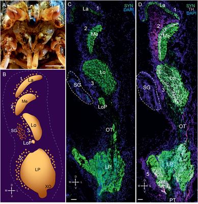 Immunocytochemical Localization of Enzymes Involved in Dopamine, Serotonin, and Acetylcholine Synthesis in the Optic Neuropils and Neuroendocrine System of Eyestalks of Paralithodes camtschaticus